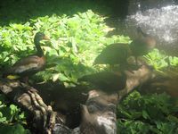 tn_IMG_1399.JPG (200x150; 10836 bytes)