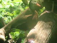 tn_IMG_1403.JPG (200x150; 9859 bytes)