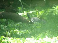 tn_IMG_1409.JPG (200x150; 9214 bytes)