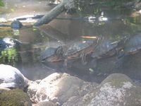 tn_IMG_1439.JPG (200x150; 8884 bytes)