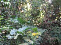 tn_St Croix and Costa Rica 2007 210.JPG (200x150; 13008 bytes)