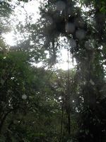 tn_St Croix and Costa Rica 2007 227.JPG (150x200; 10845 bytes)