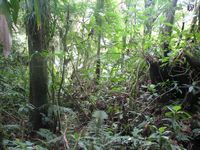 tn_St Croix and Costa Rica 2007 234.JPG (200x150; 13541 bytes)