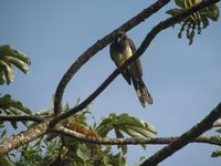 tn_St Croix and Costa Rica 2007 290.JPG (200x150; 9356 bytes)