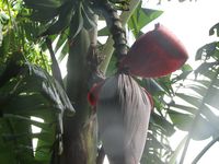 tn_St Croix and Costa Rica 2007 294.JPG (200x150; 10372 bytes)