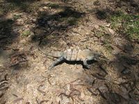 tn_St Croix and Costa Rica 2007 304.JPG (200x150; 12542 bytes)
