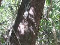 tn_St Croix and Costa Rica 2007 306.JPG (200x150; 13521 bytes)
