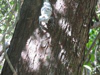 tn_St Croix and Costa Rica 2007 307.JPG (200x150; 12235 bytes)