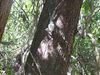 tn_St Croix and Costa Rica 2007 308.JPG (200x150; 13726 bytes)