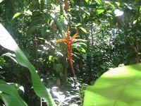 tn_St Croix and Costa Rica 2007 310.JPG (200x150; 12910 bytes)