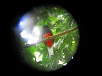 tn_St Croix and Costa Rica 2007 315.JPG (200x150; 6332 bytes)
