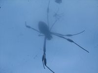 tn_St Croix and Costa Rica 2007 345.JPG (200x150; 3869 bytes)