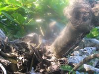 tn_St Croix and Costa Rica 2007 349.JPG (200x150; 11250 bytes)