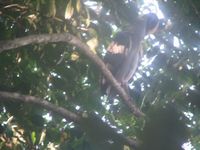 tn_St Croix and Costa Rica 2007 350.JPG (200x150; 9581 bytes)