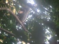 tn_St Croix and Costa Rica 2007 352.JPG (200x150; 9051 bytes)
