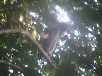 tn_St Croix and Costa Rica 2007 353.JPG (200x150; 9848 bytes)