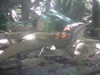 tn_St Croix and Costa Rica 2007 354.JPG (200x150; 8395 bytes)