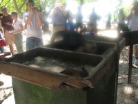 tn_St Croix and Costa Rica 2007 375.JPG (200x150; 8681 bytes)