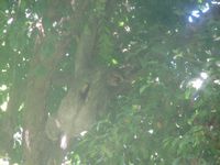tn_St Croix and Costa Rica 2007 389.JPG (200x150; 8139 bytes)