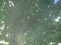 tn_St Croix and Costa Rica 2007 390.JPG (200x150; 8142 bytes)