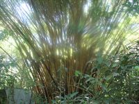 tn_St Croix and Costa Rica 2007 392.JPG (200x150; 12050 bytes)