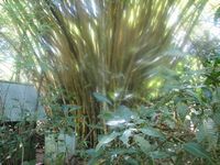 tn_St Croix and Costa Rica 2007 393.JPG (200x150; 11710 bytes)
