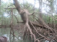 tn_St Croix and Costa Rica 2007 406.JPG (200x150; 10328 bytes)