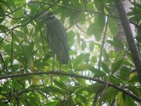 tn_St Croix and Costa Rica 2007 409.JPG (200x150; 11470 bytes)