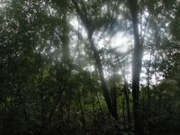 tn_St Croix and Costa Rica 2007 412.JPG (200x150; 10093 bytes)