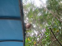 tn_St Croix and Costa Rica 2007 415.JPG (200x150; 9426 bytes)